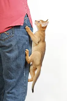 Owners: Cat - Ruddy Abyssinian trying to climb up owner's leg