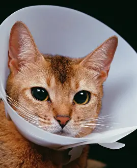 Wimples: CAT - Ruddy Abyssinian wearing a wimple