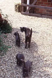 Blues: CAT - RUSSIAN BLUE & 3 KITTENS