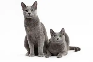 Blues: Cat Russian Blue