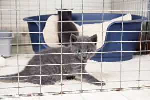 Cages: CAT - Russian Blue Kitten in cage