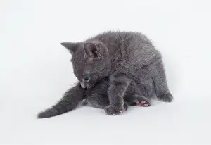 Washing: CAT - RUSSIAN BLUE KITTEN-CLEANING ITSELF