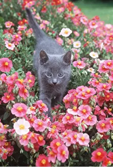 Blues: CAT - Russian Blue kitten walking through flowers