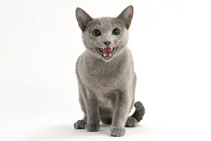 Miaowing: Cat - Russian Blue miaowing