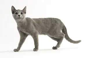 Blues: Cat - Russian Blue, short-haired. Standing / walking