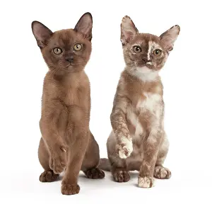 Tortie: Cat - Sable Burmese and Sable Tortie - 3 months old