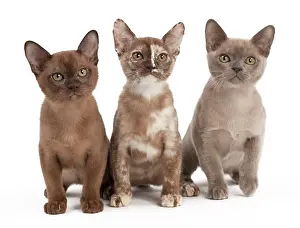Tortie: Cat - Sable Burmese Sable Tortie and Blue Tortie