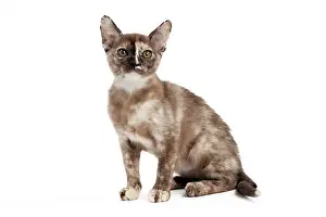 Tortie: Cat - Sable Tortie Burmese