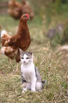 Warren: Cat sat in a barn outdoors