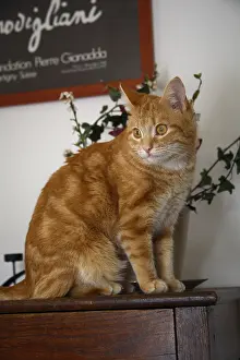 Furnitures: Cat sat on a dresser