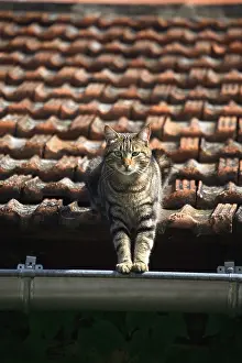 Roofs: Cat sat on the ledge of a gutter