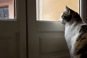 Windows: Cat sat looking through the window of a house France