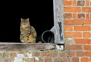 Barns: Cat - sat in old barn window
