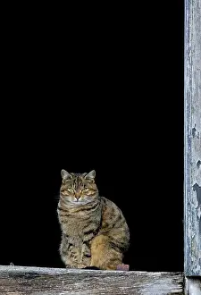 Barns: Cat - sat in old barn window