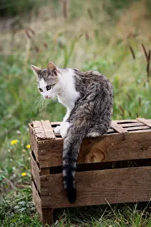 Board: Cat sat on a wooden box