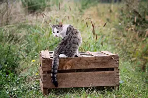 Board: Cat sat on a wooden box
