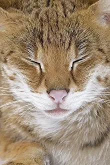 Savannahs: Cat - Savannah Brown Tabby - with closed eyes