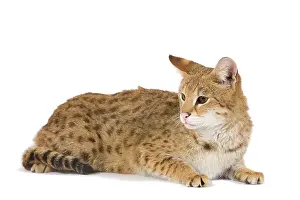 Savannahs: Cat - Savannah Brown Tabby - lying down