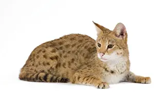 Savannahs: Cat - Savannah Brown Tabby - lying down