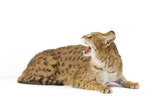 Savannahs: Cat - Savannah Brown Tabby - lying down