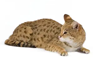 Savannahs: Cat - Savannah Brown Tabby - lying down
