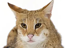 Savannahs: Cat - Savannah Brown Tabby - lying down