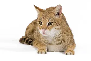 Savannahs: Cat - Savannah Brown Tabby - lying down