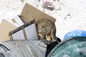 Stray: Cat - scavenging in bin - Stray