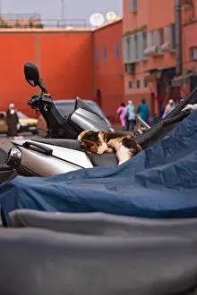 Scooters: Cat on a scooter at the entrance of the medina of Marrakech
