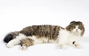 Folds: Cat Scottish fold