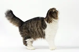 Folds: Cat Scottish fold