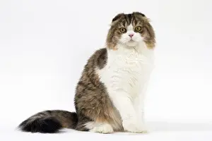 Folds: Cat Scottish fold