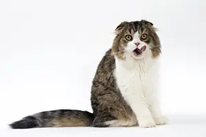 Folds: Cat Scottish fold