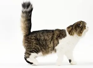Folds: Cat Scottish fold