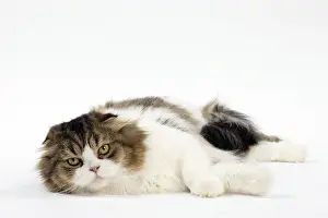 Folds: Cat Scottish fold