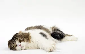 Folds: Cat Scottish fold