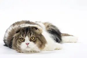 Folds: Cat Scottish fold