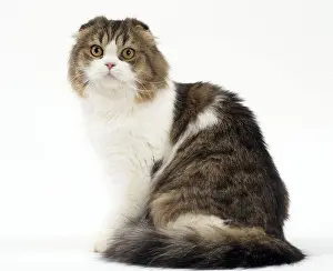 Folds: Cat Scottish fold