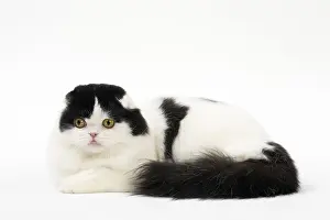 Folds: Cat Scottish fold