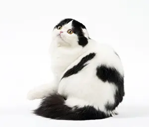 Folds: Cat Scottish fold