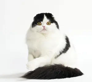 Folds: Cat Scottish fold