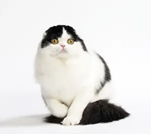 Folds: Cat Scottish fold