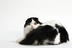 Folds: Cat Scottish fold