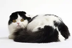 Folds: Cat Scottish fold