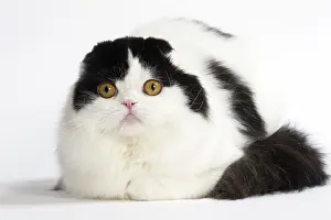 Folds: Cat Scottish fold