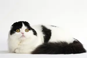 Folds: Cat Scottish fold