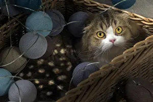 Folds: Cat Scottish fold