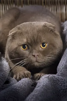 Folds: Cat Scottish fold