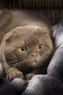 Folds: Cat Scottish fold