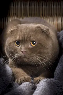 Folds: Cat Scottish fold